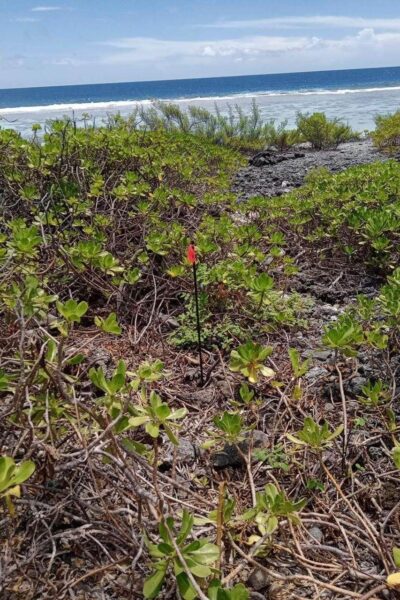 À vendre magnifique parcelle de terrain sur Bora Bora !