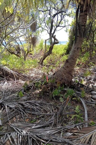 À vendre magnifique parcelle de terrain sur Bora Bora !